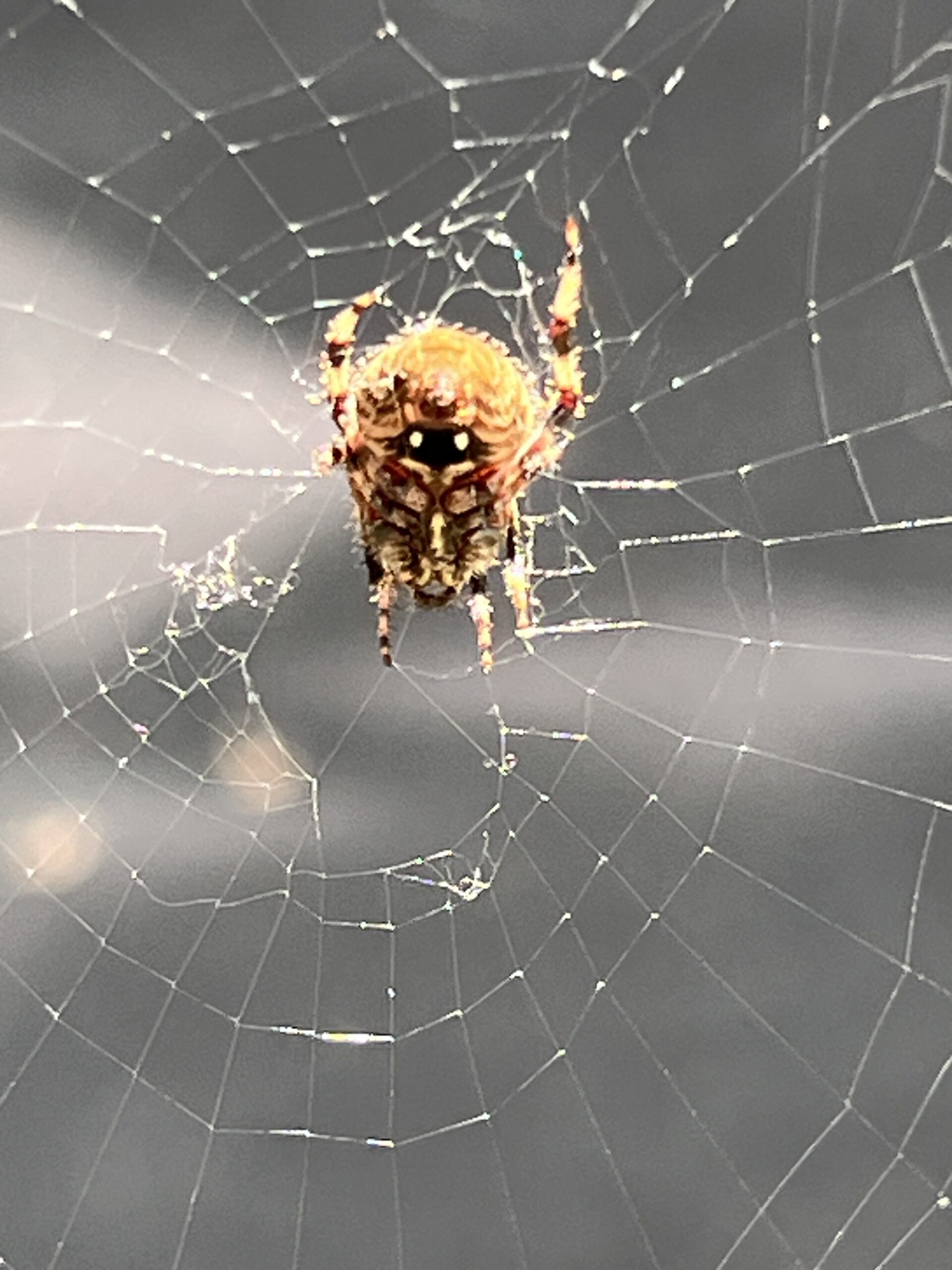 spider in its web