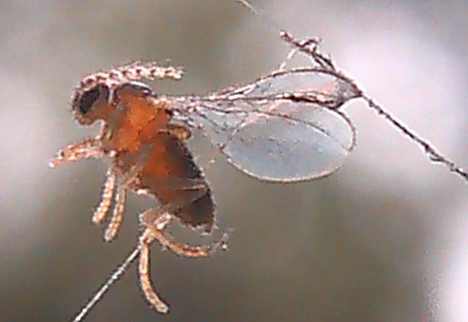 No see um1 bug in spider web e1761424230292