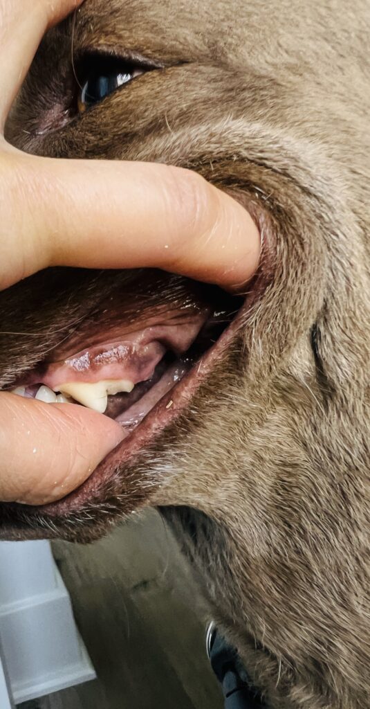 A dog's upper carnassial tooth