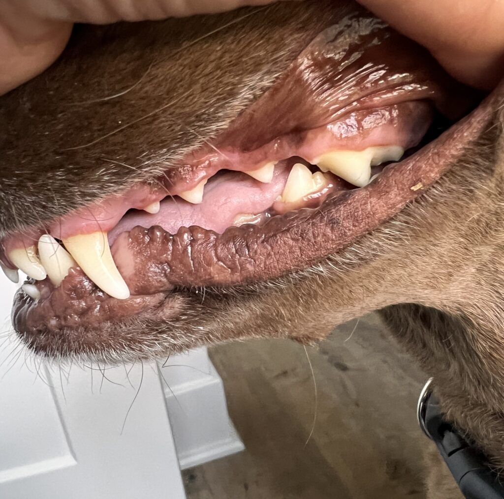 A side view of an adult dog's teeth.