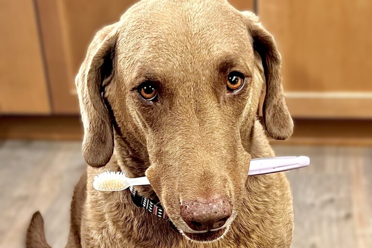 A brown dog calmly holding a toothbrush in its mouth, demonstrating the results of the at-home dental care guide.