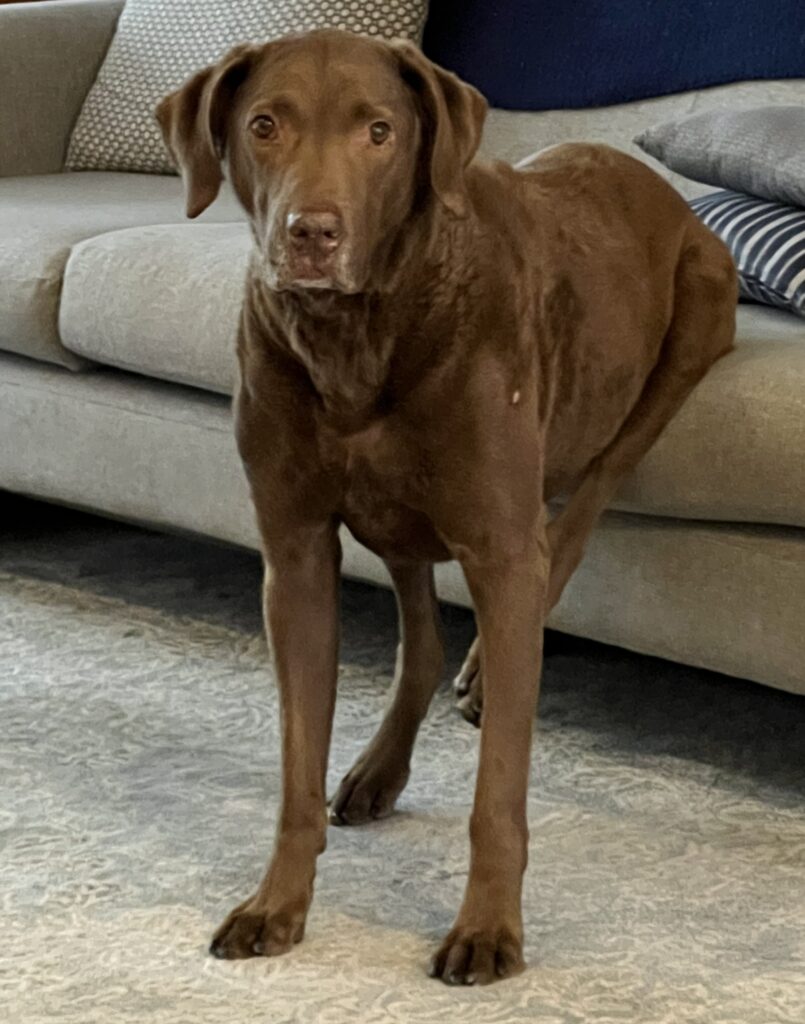 A senior dog partially sitting on a sofa, with three paws on the floor. 